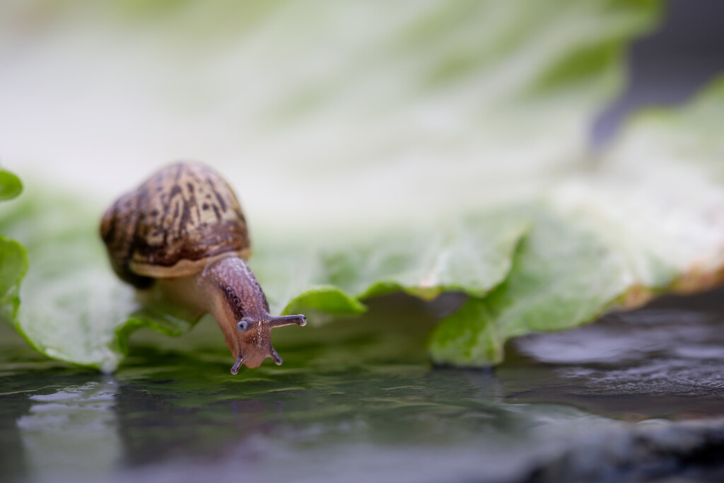 Snail by feedesforges