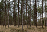 16th Mar 2024 - Forêt communale d'Erdeven