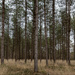 Forêt communale d'Erdeven by feedesforges