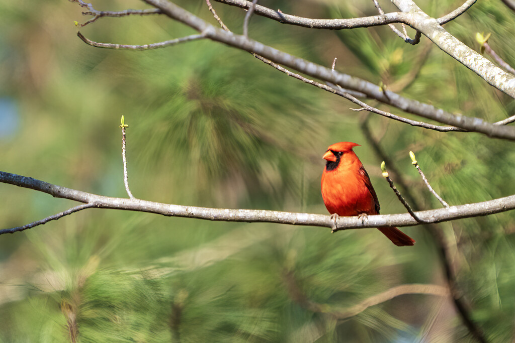 Northern Cardinal by kvphoto