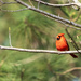 Northern Cardinal by kvphoto