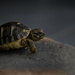 Tortoise by feedesforges
