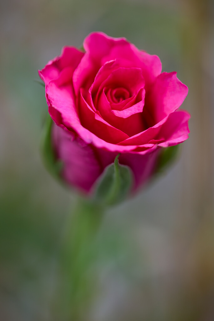 Pink rose by feedesforges