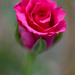 Pink rose by feedesforges