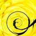 Yellow Swirl by shutterbug49