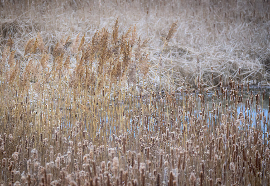Reeds and Water by gardencat