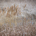 Reeds and Water