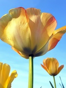 20th Mar 2024 - Towering Tulips