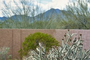 19th Mar 2024 - 3 19 Three birds in the cactus 