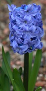 20th Mar 2024 - hyacinth