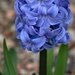 hyacinth by ollyfran