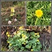 Yellow signs of spring 2. by cordulaamann