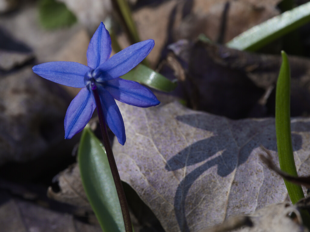 Siberian squill with shadow by rminer