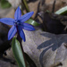 Siberian squill with shadow