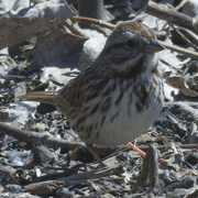 20th Mar 2024 - song sparrow