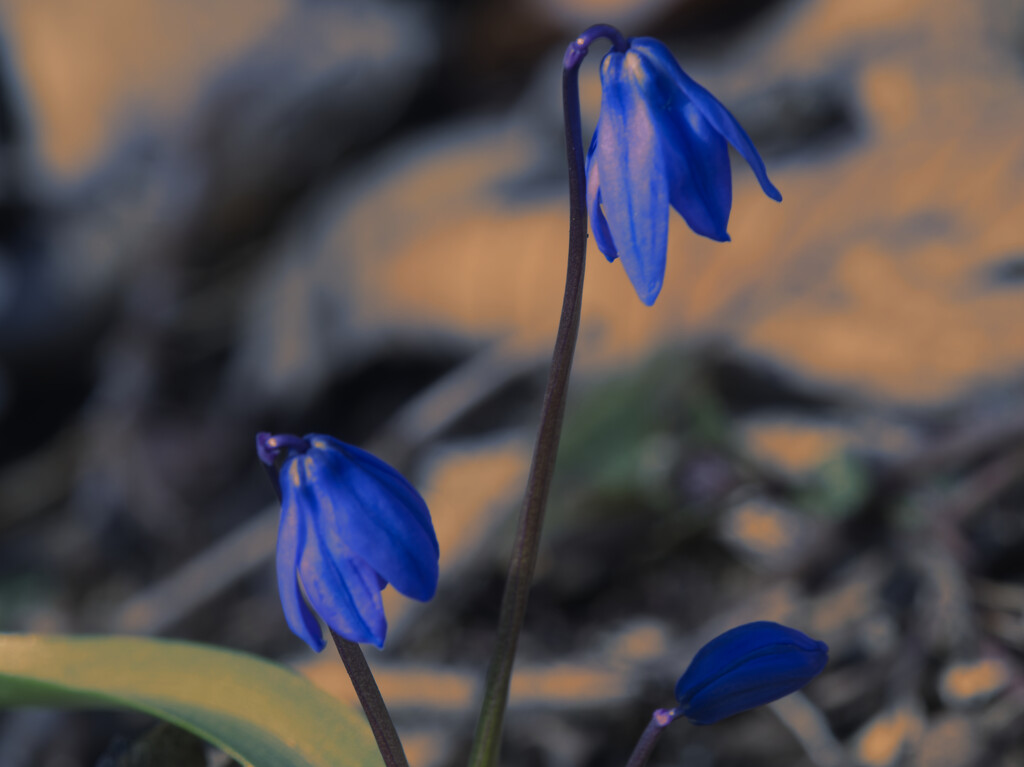 Siberian squill sepia by rminer