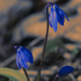 Siberian squill sepia by rminer