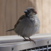 20th Mar 2024 - house sparrow