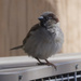 house sparrow by rminer