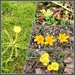 Yellow signs of spring 1. by cordulaamann