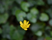 19th Mar 2024 - Floating Buttercup