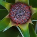 Pineapple Pushup by photohoot