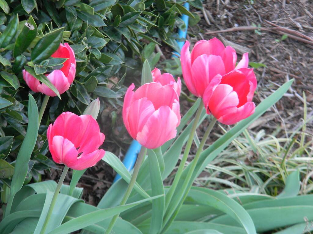 Tulips in Office Garden  by sfeldphotos