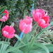 Tulips in Office Garden 