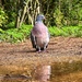 Pigeon by gaillambert