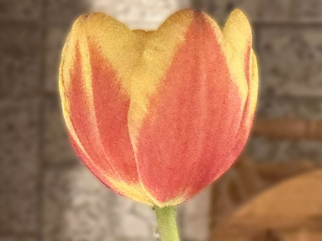 Tulip by joansmor