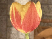 20th Mar 2024 - Tulip