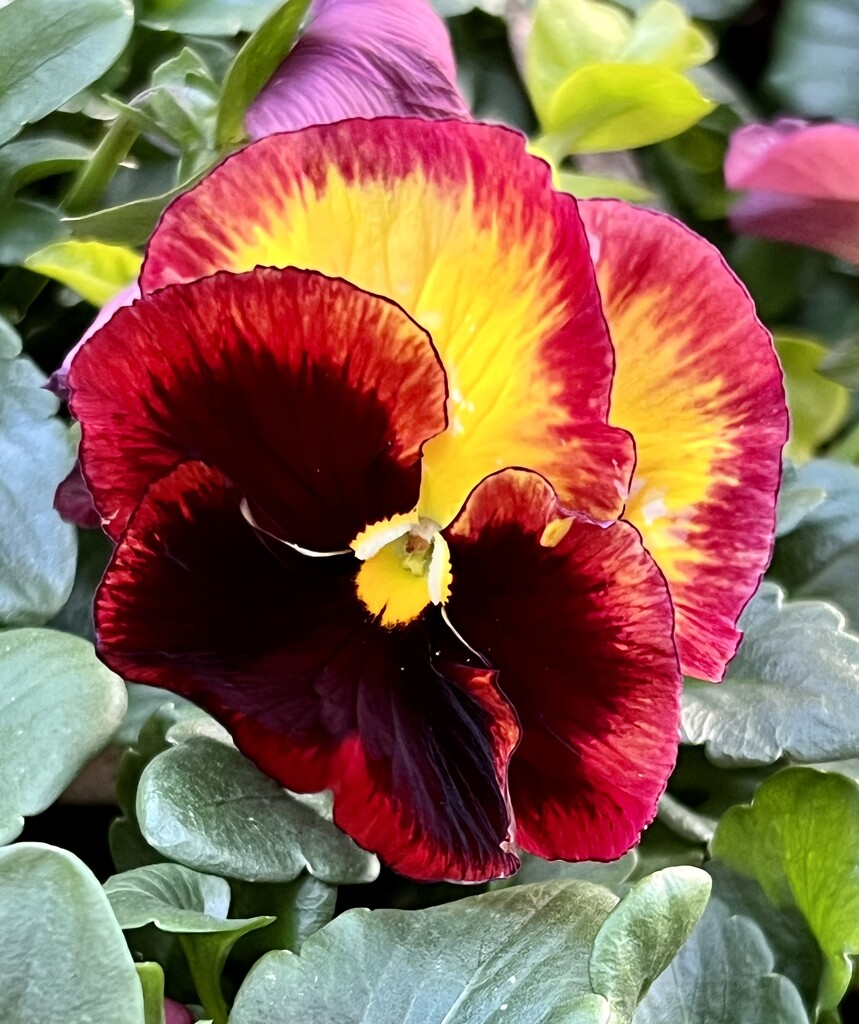 Pansy  by calm