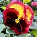 Pansy  by calm