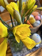 20th Mar 2024 - Daffodils 