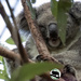 smile for the camera Maleny by koalagardens