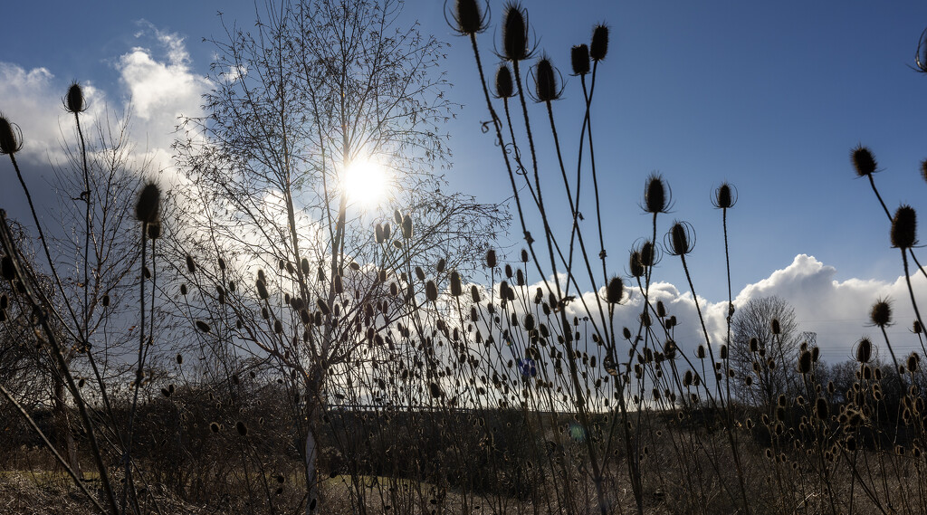 Thistle Sunset by pdulis