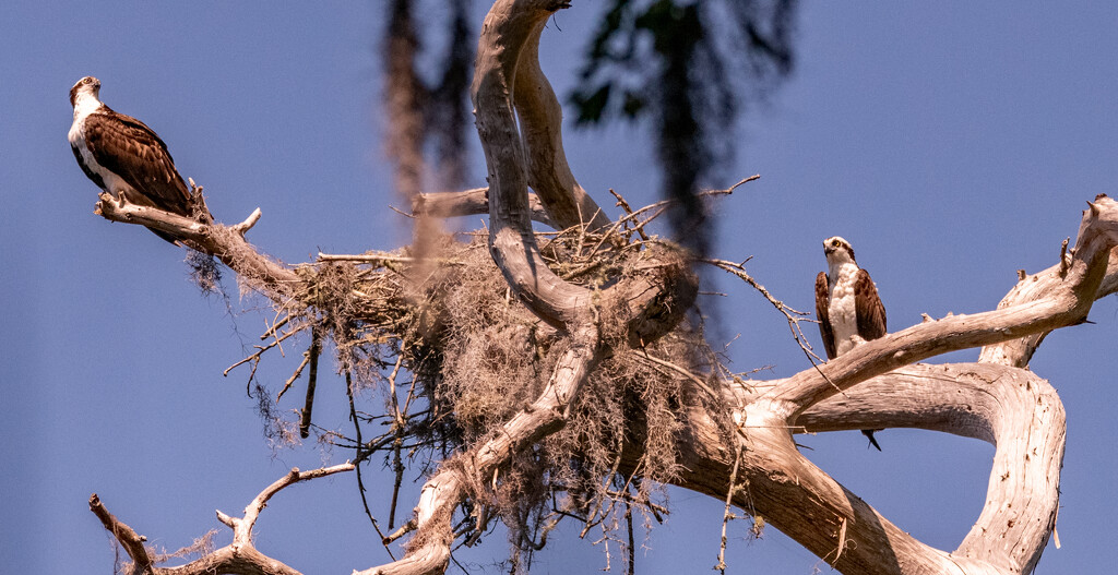 Osprey's At the Nest Tree! by rickster549