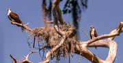 20th Mar 2024 - Osprey's At the Nest Tree!