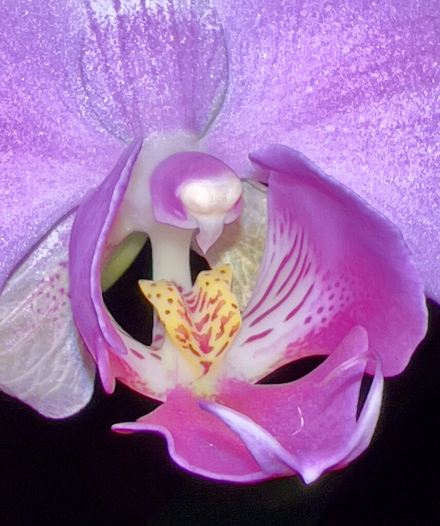 Orchid by cynthiabres