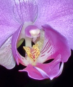 20th Mar 2024 - Orchid