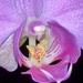Orchid by cynthiabres