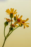 13th Mar 2024 - Little yellow flowers