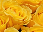 20th Mar 2024 - Yellow roses