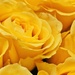 Yellow roses by edorreandresen