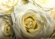 21st Mar 2024 - White roses