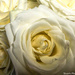 White roses by stuart46