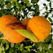 Orange by rensala