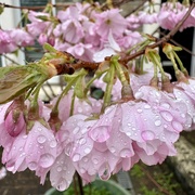 20th Mar 2024 - Cherry Blossom in the Rain