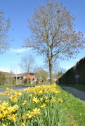13th Mar 2024 - Daffodil along the road