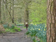 6th Apr 2023 - Spring walk in the woods